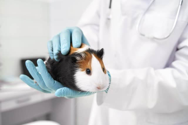 Initiation Phase - Vet360 Roadmap