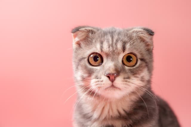 Veterinary Clinic - Professional Digital Growth Services